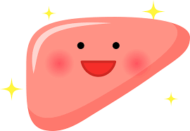 肝臓